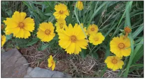  ??  ?? Native to prairies and woodlands, Coreopsis flowers profusely in summer, beginning in late spring, tolerates some drought and works as a border or filler planting.