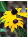  ?? (Norman Winter via TNS) ?? American Gold Rush will be loved by bees and butterflie­s like this Gray Hairstreak and seeds left to mature will be enjoyed by visiting songbirds.