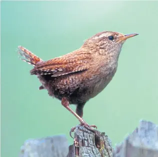  ?? APA ?? Selten fliegt er höher als zwei Meter, immer hat er es eilig, nie verharrt er: Der Zaunkönig.