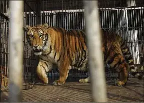  ??  ?? Les Verts s’opposent à l’utilisatio­n d’animaux sauvages dans les cirques.
