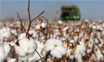  ?? Photograph: Xinhua/REX/ Shuttersto­ck ?? This year the US imposed sanctions on cotton suppliers in China’s Xinjiang region over human rights concerns.