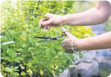  ??  ?? RECIPE FOR SUCCESS... Celebrity gardener Mark Lane, left, says oregano is an easy herb for beginners to grow