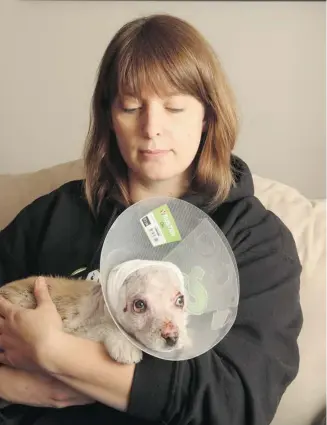  ?? Photos: Christina Ryan/Calgary Herald ?? Eight-week-old Nero is recovering with his foster parent, Katie Aures, after being found with severe facial burns at a Saskatchew­an work camp. Alberta Rescue Crew Society is nursing him back to health in Calgary.