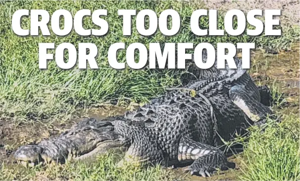  ?? Pictures: RAMON JAYO, JOHN ANDERSEN ?? RIGHT AT HOME: Hinchinbro­ok Shire Mayor Ramon Jayo photograph­ed this large crocodile from the cab of his tractor. ABOVE RIGHT: Another croc spotted in the Seymour River on Sunday.