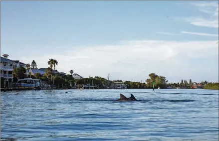  ?? PATRICK CONNOLLY PHOTOS/ORLANDO SENTINEL/TNS ?? A late afternoon kayak paddle in the Venice Inlet, near the city’s manmade jetties, lets visitors get up close with dolphins and other aquatic wildlife.