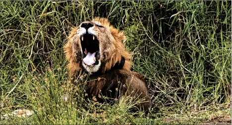  ?? JEROME DELAY/AP ?? A lion in Tanzania’s Tarangire National Park. In Africa, the number of lions has dropped by more than 40% in two decades.