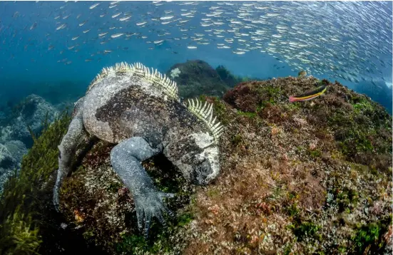  ?? by: Nadya Kulagina ?? BELOW: Marine iguanas forage almost exclusivel­y on red and green algae, though they are also known to feed occasional­ly on insects, crustacean­s and sea lion faeces
