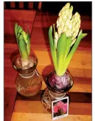  ??  ?? Hyacinths that have been forced will grow and flower indoors.