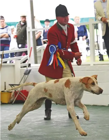  ??  ?? Tynedale Assynt 18, by Morpeth Garffham and with College Valley blood on both sides of her pedigree, shows her considerab­le quality to stand bitch champion in the finale of the foxhound classes