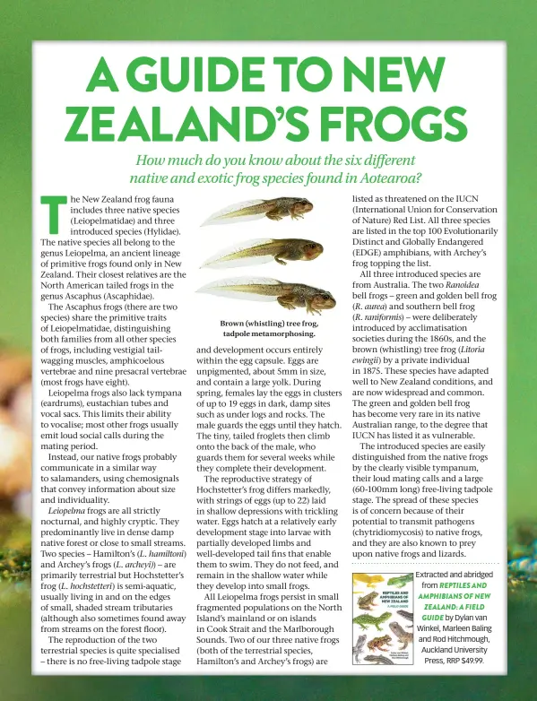  ??  ?? Brown (whistling) tree frog, tadpole metamorpho­sing. Extracted and abridged from REPTILES AND AMPHIBIANS OF NEW ZEALAND: A FIELD GUIDE by Dylan van Winkel, Marleen Baling and Rod Hitchmough, Auckland University Press, RRP $49.99.