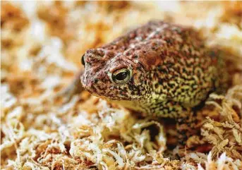  ?? Staff file photo ?? A female Houston toad is housed in the Houston Toad Conservati­on Quarantine Facility at the Houston Zoo in 2012. A judge has allowed a lawsuit involving the toad to continue.