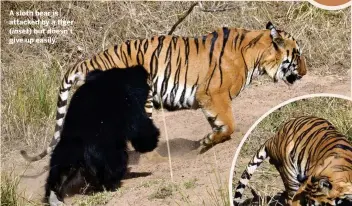  ??  ?? A sloth bear is attacked by a tiger ( inset) but doesn’t give up easily.