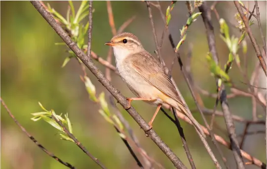  ?? ?? EIGHT: Radde’s Warbler (Wuerqihan, Inner Mongolia, China, 5 June 2019). Radde’s Warbler is unknown in Britain in spring, but is included here for the sake of completene­ss. It looks a bit ‘scruffy’ compared with its fresh autumn appearance. The typical structural and plumage features can be seen here, although the whole appearance is a little more dull and faded.