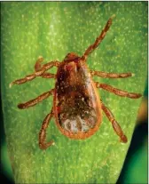  ?? CDC PHOTO ?? A BROWN DOG TICK COMMONLY FOUND in Arizona is pictured on a leaf. Tick numbers have exploded in many parts of the U.S. this spring and summer, but Yuma’s geography and climate have prevented a similar situation, the county health department says.