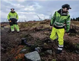  ??  ?? SPREIINGSF­ARE: Ikkje eit skot må stå att. Tomas Lerøy sjekkar at det ikkje står noko att etter sitkagranr­yddinga ytst på Lerøyna. Kompanjong­en Mats Haugsvik i bakgrunnen.