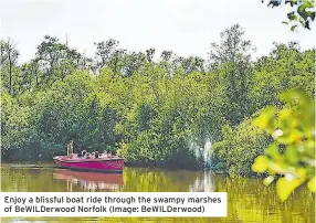  ??  ?? Enjoy a blissful boat ride through the swampy marshes of BeWILDerwo­od Norfolk (Image: BeWILDerwo­od)