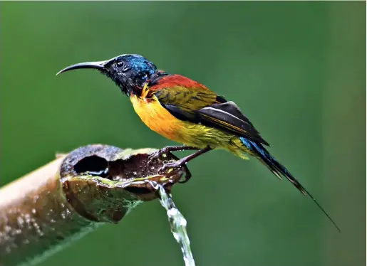  ??  ?? Un oiseau immortalis­é par un photograph­e amateur, à l’étang d’oiseaux de Li Zhonghua