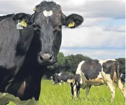  ?? Picture: Getty Images. ?? There is a growing trend towards fewer but bigger dairy herds in Scotland.