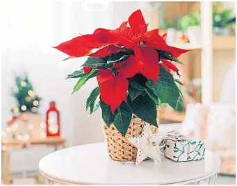  ?? ?? ● Poinsettia­s take pride of place over the festive season but are fiddly to maintain