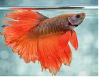  ?? ?? Betta splendens, or Siamese fighting fish, have labyrinth organs to breathe air