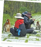 Monkeys make golden return | TIME | PressReader