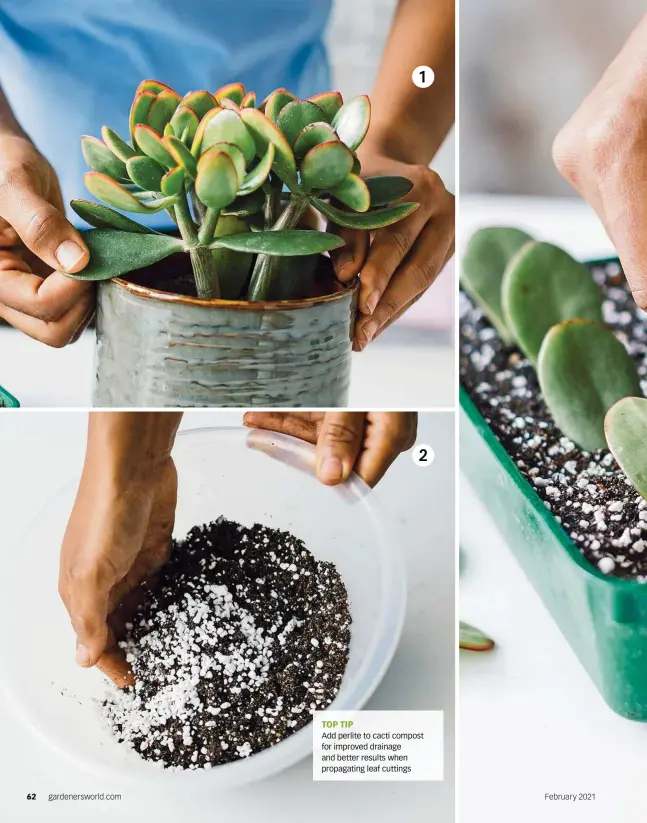  ??  ?? TOP TIP
Add perlite to cacti compost for improved drainage and better results when propagatin­g leaf cuttings