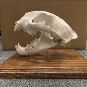  ??  ?? This is a mounted mountain lion skull from the HSU Natural History Museum. The museum’s upcoming “Feathers and Fur” online class is designed for kids ages 7 to 11.