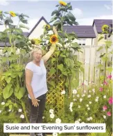  ??  ?? Susie and her ‘Evening Sun’ sunflowers