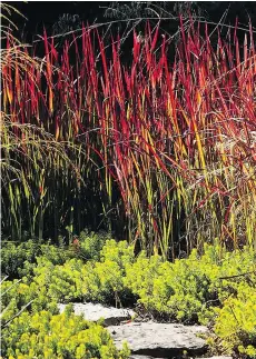  ??  ?? Imperata ‘Red Baron’ brings colour and contrast to the garden.