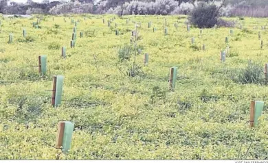  ?? AXSÍ SAN FERNANDO ?? Estado que presenta la plantación de 1.600 algarrobos que se llevó a cabo hace un año por Navantia.