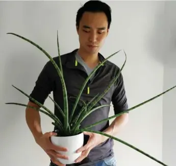  ?? DARRYL CHENG @HOUSEPLANT­JOURNAL ?? Snake plants are "usually braided, but this one was grown naturally," says house-plant enthusiast Darryl Cheng.