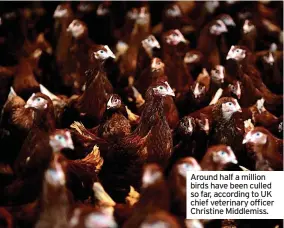  ?? ?? Around half a million birds have been culled so far, according to UK chief veterinary officer Christine Middlemiss.