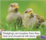  ??  ?? Fledglings are tougher than they look and should be left alone