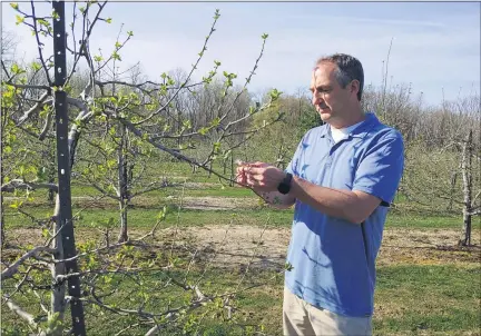  ?? BETSY SCOTT — THE NEWS-HERALD ?? Bill Patterson of Patterson Fruit Farm inspects buds in the apple orchard on Caves Road in Chester Township.