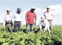  ?? CORTESÍA DE AGRICULTUR­A ?? Recorrido. El ministro de Agricultur­a, Osmar Benítez, en una de las plantacion­es durante su visita a San Juan.