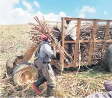 ?? ?? Los trabajador­es de la caña son mayormente haitianos.