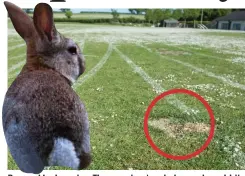  ??  ?? Bugged by bunnies: The running track dug up by rabbits