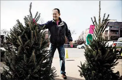  ?? /ERIN HOOLEY / CHICAGO TRIBUNE ?? Alberto Reyes picks out a Christmas tree for his daughter at a Chicago lot on Dec. 5, 2019.