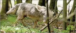  ??  ?? Ein frei lebender Wolf läuft im Mai  am Rande des Truppenübu­ngsplatzes Ohrdruf im Landkreis Gotha durch den Wald. Foto: S. Böttner, dpa