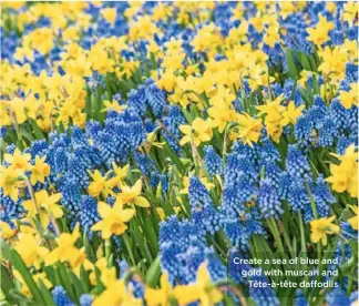  ??  ?? Create a sea of blue and gold with muscari and Tête-à-tête daffodils