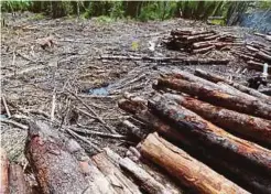  ??  ?? PEMBALAKAN haram tidak terkawal mengancam biodiversi­ti hutan.