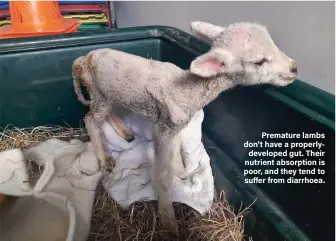  ??  ?? Premature lambs don't have a properlyde­veloped gut. Their nutrient absorption is poor, and they tend to suffer from diarrhoea.