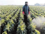  ?? JON CHOL JIN/AP ?? North Korea has yet to report any COVID-19 cases, causing skepticism. Above, a cabbage farmer Nov. 11 in Pyongyang.