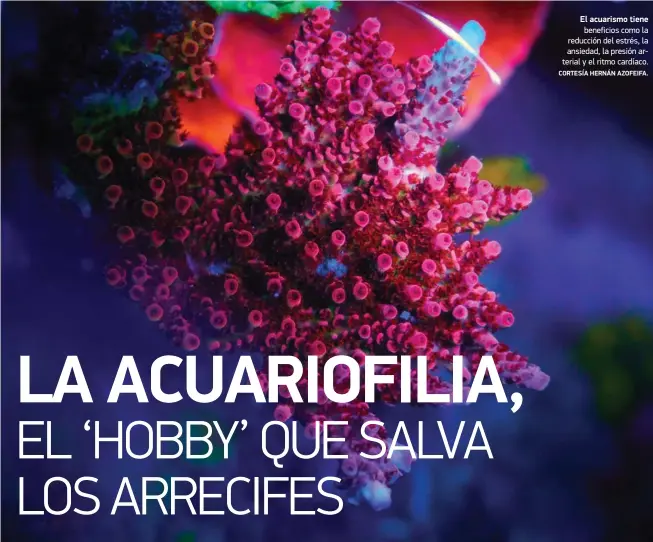  ?? CORTESÍA HERNÁN AZOFEIFA. ?? El acuarismo tiene
beneficios como la reducción del estrés, la ansiedad, la presión arterial y el ritmo cardíaco.