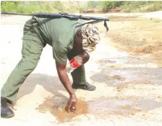  ??  ?? Game ranger Renias Zivave cleans out a spoor