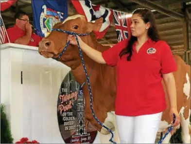  ?? PHOTOS BY PAUL POST — PPOST@DIGITALFIR­STMEDIA.COM ?? A handler leads a cow in front of the auctioneer during the American Guernsey Associatio­n’s national sale on Saturday in Ballston Spa.