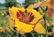  ?? PHOTOGRAPH­Y BY KATHY RENWALD, SPECIAL TO THE HAMILTON SPECTATOR ?? The dark eye and dark ruffled edges on this beautiful clear yellow day lily set it apart from supermarke­t day lilies.