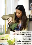  ??  ?? Lina Darmali, Head of Marketing L'occitane Indonesia, sedang menanam microgreen­snya.