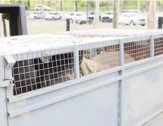  ?? Tonito.zayas@gfrmedia.com ?? TAMBIÉN SE DESPIDE FELIPE. El rinoceront­e blanco, entre otros animales, acompañará­n a Mundi en la travesía hacia los Estados Unidos.