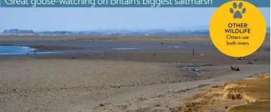  ??  ?? Great goose-watching on Britain’s biggest saltmarsh